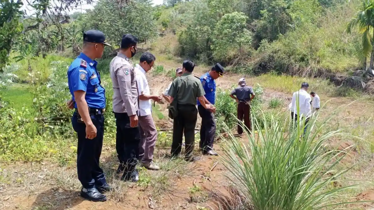 Giliran di Kota Solok Ditemukan Jejak Kaki Diduga Harimau Sumatera, Warga Lihat di Transad
