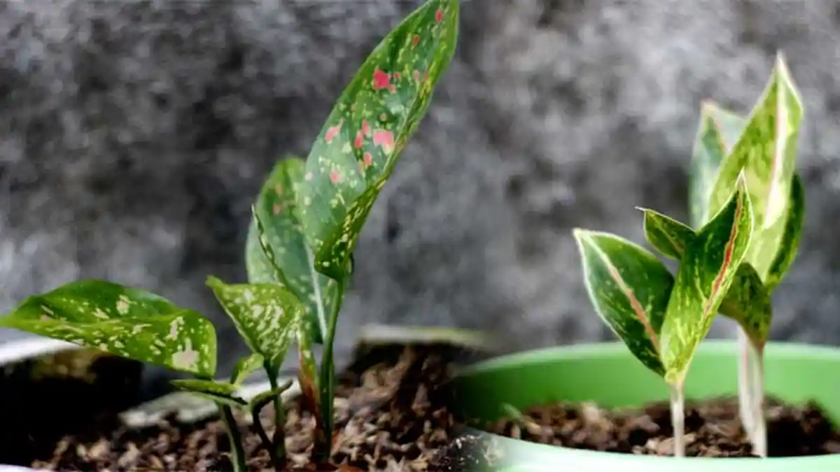Cara Manyuburkan Aglonema dengan Pupuk Daun yang Mengandung Banyak Nitrogen