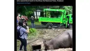 VIRAL-Video-Anak-Gajah-Terperosok-ke-Lubang-Induk-Bertaruh-Nyawa-Menemani-Videonya-Bikin-Haru.jpg