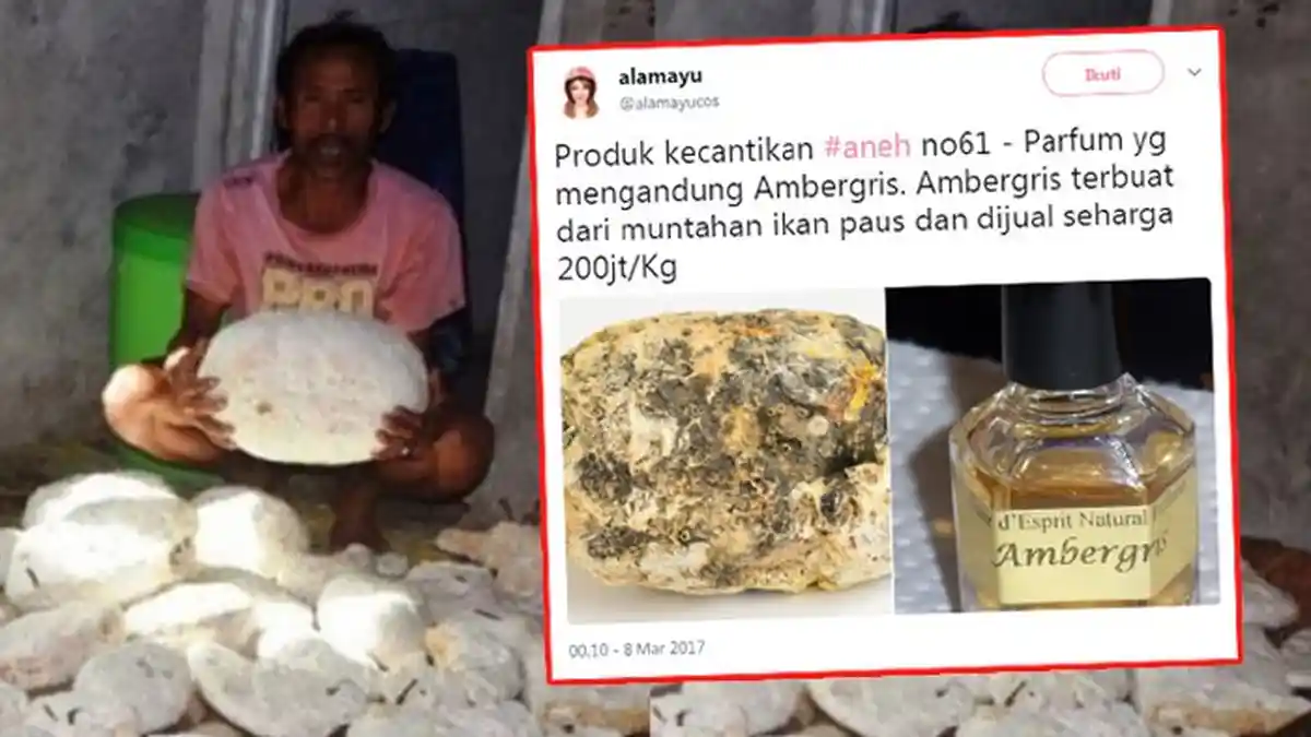 Berikut Kumpulan Orang yang Mendadak Tajir Gara-gara Temukan Muntahan Ikan Ini