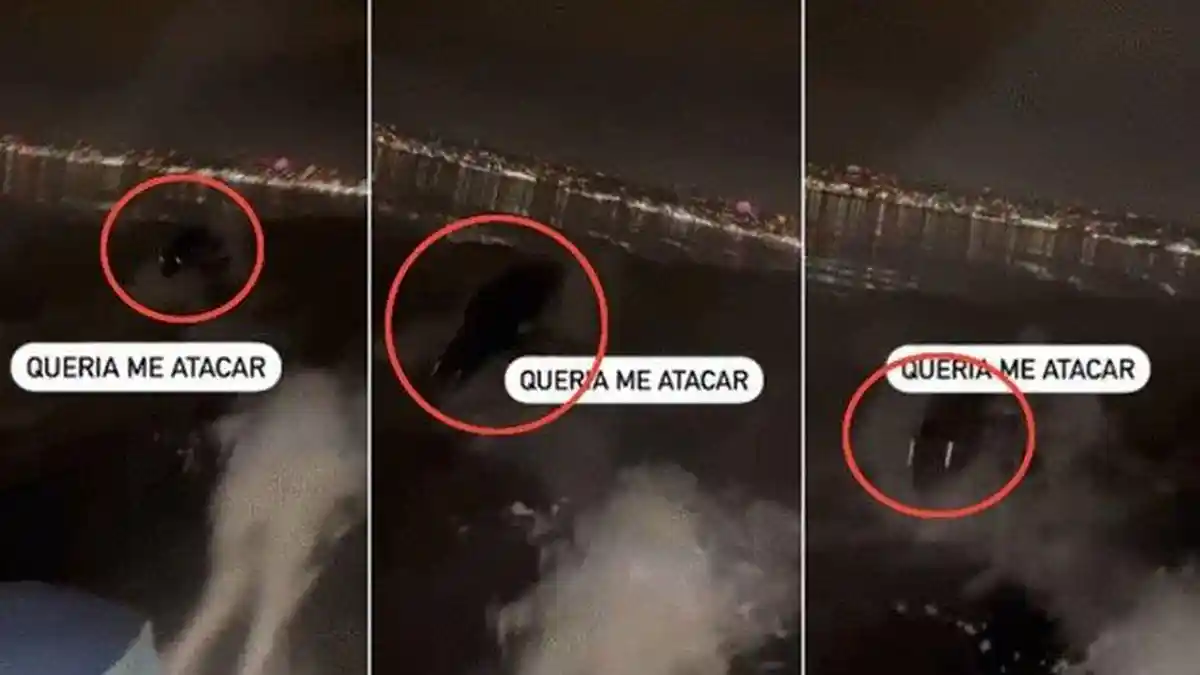 Binatang Laut yang Memiliki Mata Bersinar Kejar Speedboat Nelayan di Brazil