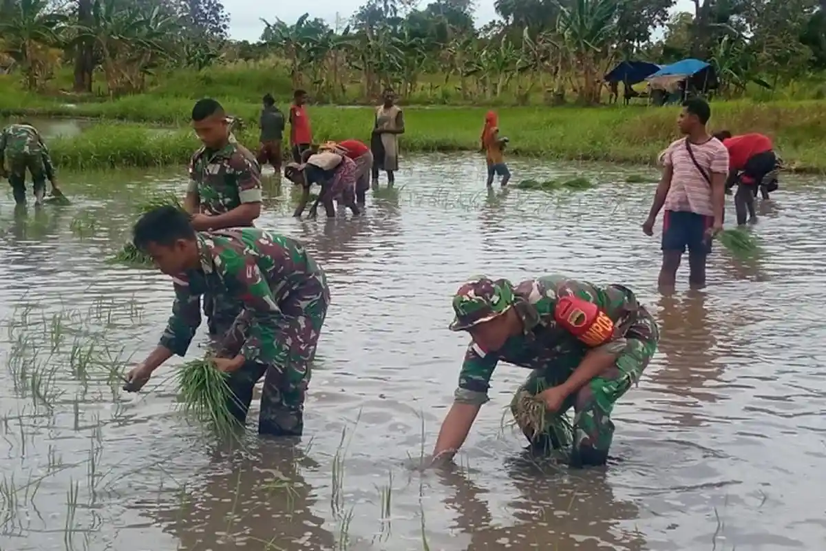 Dukung Ketahanan Pangan, Satgas Yonif 123/Rajawali Bantu Warga Tanam Padi di Kampung Kondo