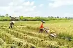 Bukan di Hulu, Ternyata Wilayah Ini Jadi Target Utama Cetak Sawah Baru di Mahakam Ulu