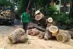 proses-evakuasi-pohon-tumbang-di-jalan-majapahit-dauh-puri-kaja.jpg