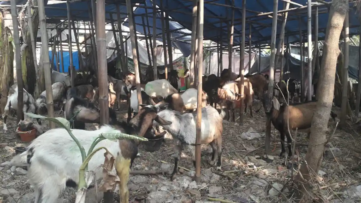 Kekhawatiran Penjual Hewan Kurban Menjelang Idul Adha