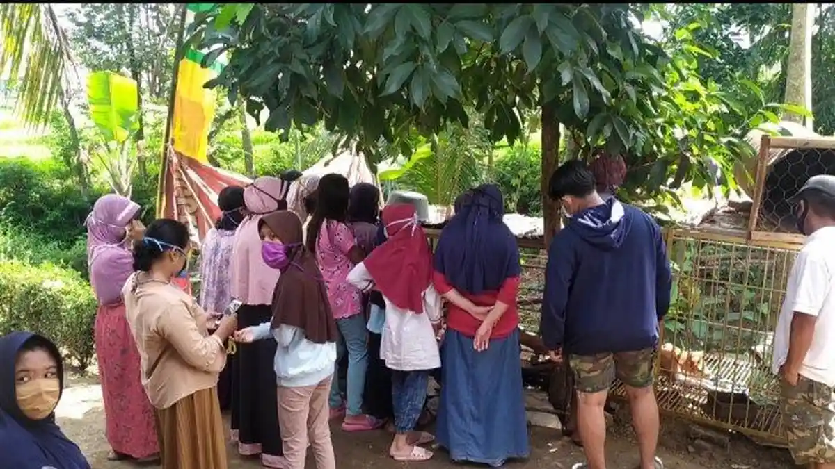 Babi Hutan Aneh di Banyumas Bikin Warga Berkerumun, Ini yang Dilakukan Camat Setempat