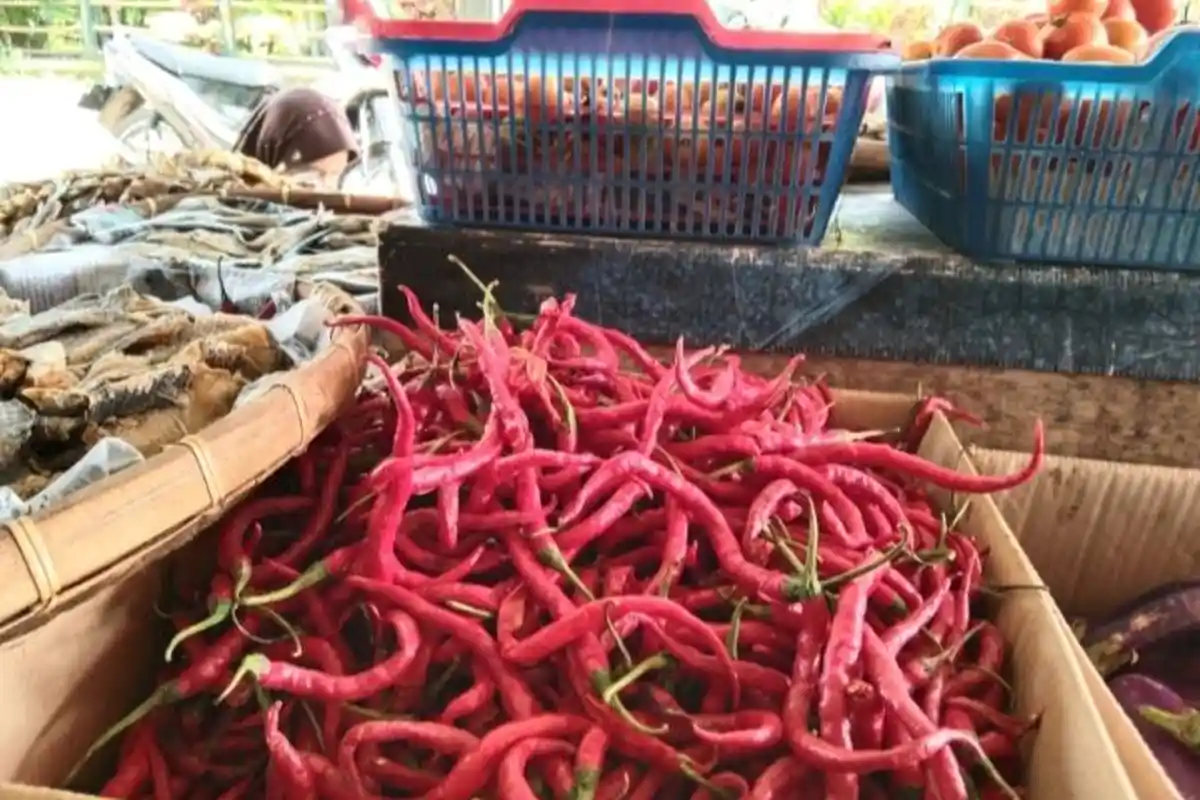 Harga Cabai Merah di Pesisir Barat Lampung Anjlok, Jadi Rp 45 Ribu per Kilogram