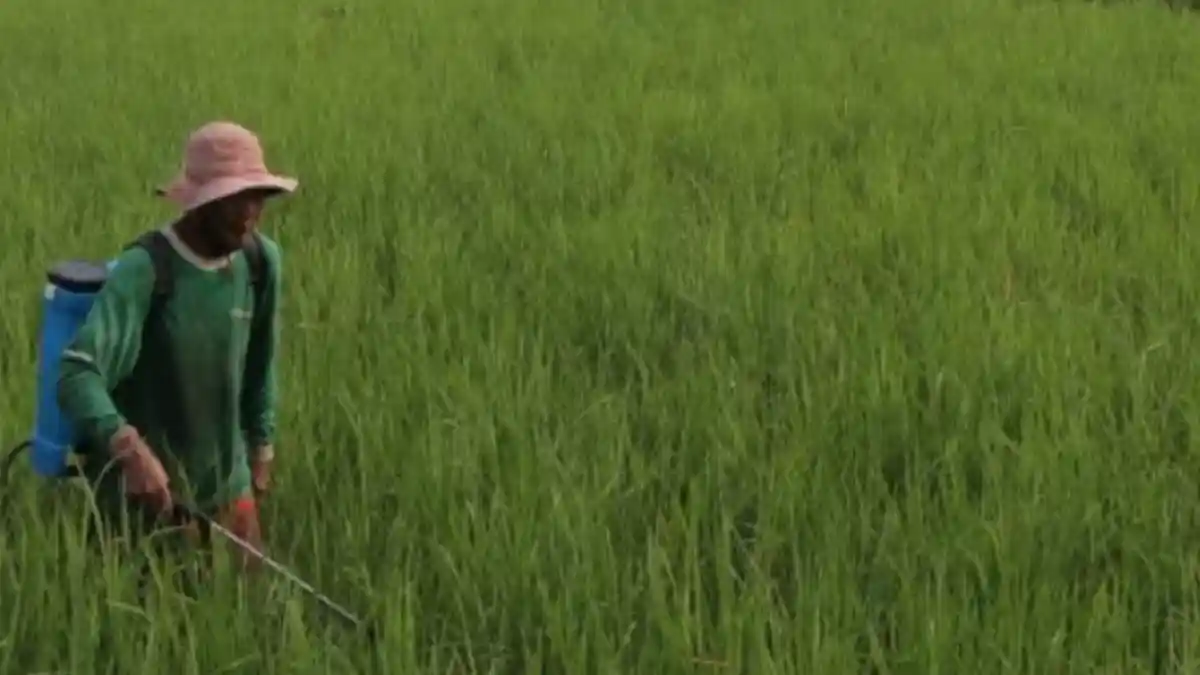 Petani Diimbau Tidak Menjual Gabah di Sawah, Tapi Dalam Bentuk Beras