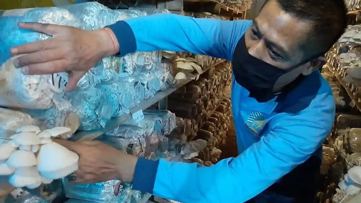 Lapas Kelas II A Kuningan Ciptakan Inovasi Baru Budi Daya Jamur Oleh Narapidana