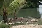 Bikin Resah Warga, Buaya di Tanjungpinang Kerap Muncul di Area Jembatan Batu 8