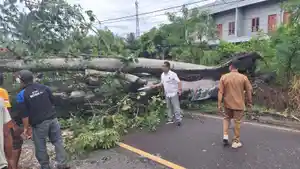 Pohon-Besar-Tumbang-di-Simpang-Sungai-Duren-Jambi-Macet-hingga-Belasan-Kilometer.jpg