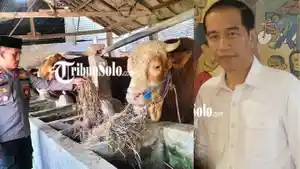 Sosok-Peternak-di-Sragen-yang-Sapinya-Dibeli-Presiden-Jokowi.jpg