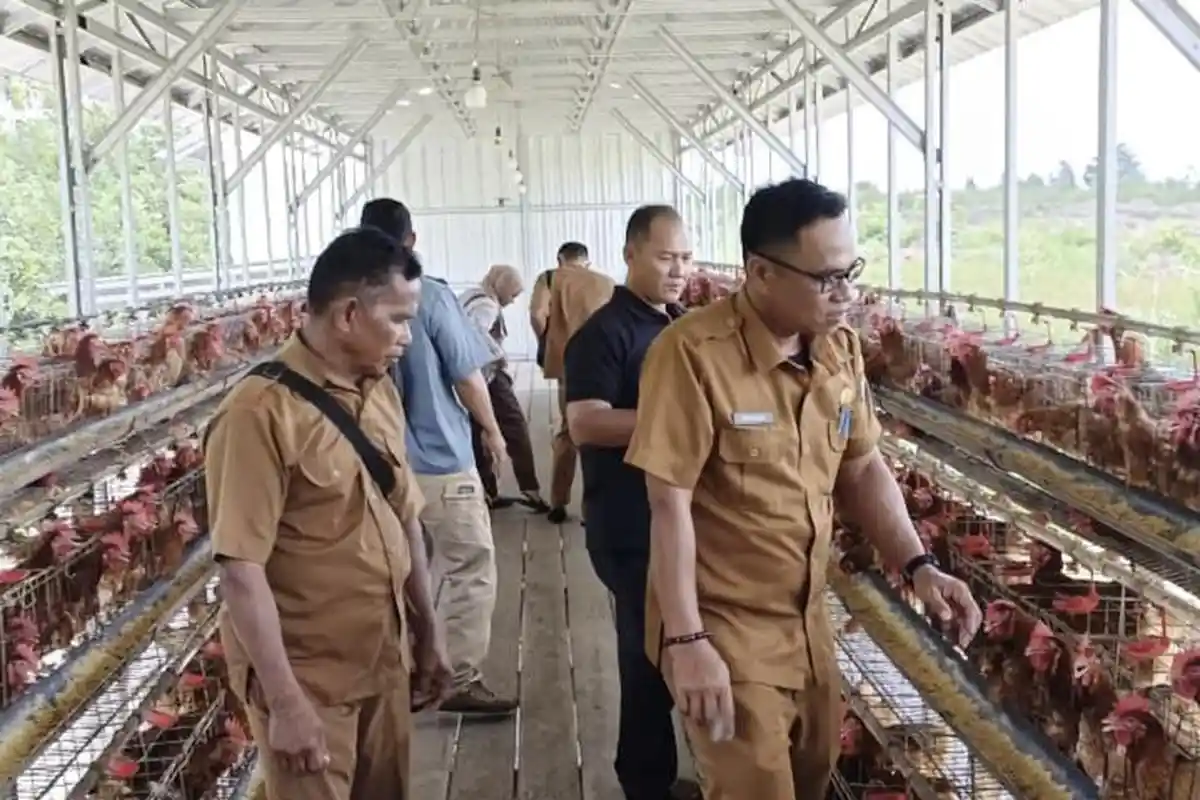 Desa Bantan Membalong Bakal Tambah Satu Kandang Baru Kapasitas 500 Bibit Ayam