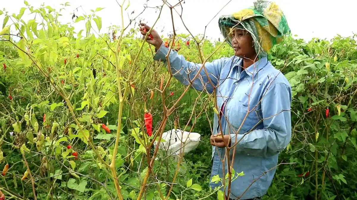 NTP Bali Turun 0,51 Persen di Januari 2021, Kondisi Pertanian Bali Berada di ‘Lampu Merah’