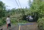 Hujan Deras Guyur Minahasa: Pohon Tumbang Timpa Jaringan Listrik 20 Kv di Jalur Rumengkor-Suluan