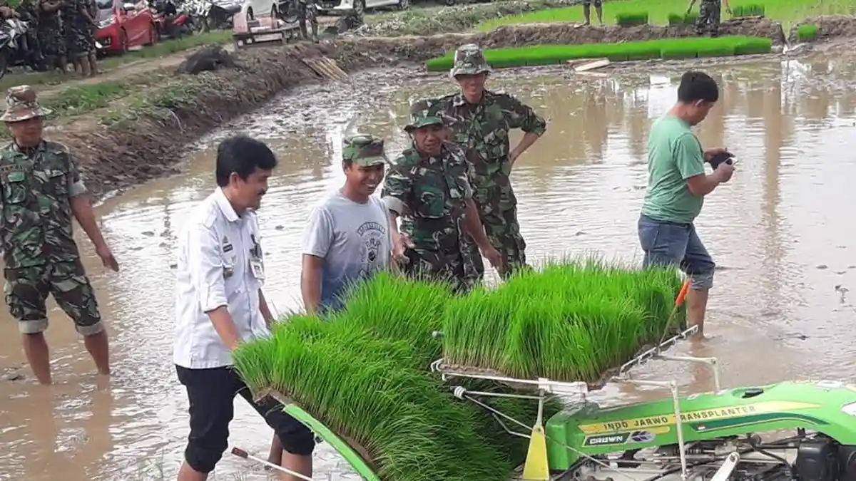 Cetak Sawah Baru, TNI dan Dinas Pertanian Pinrang Tanam Padi Perdana di Mamminasae