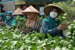 Kelompok Wanita Tani Kampung Mancing Panen Sayur Organik