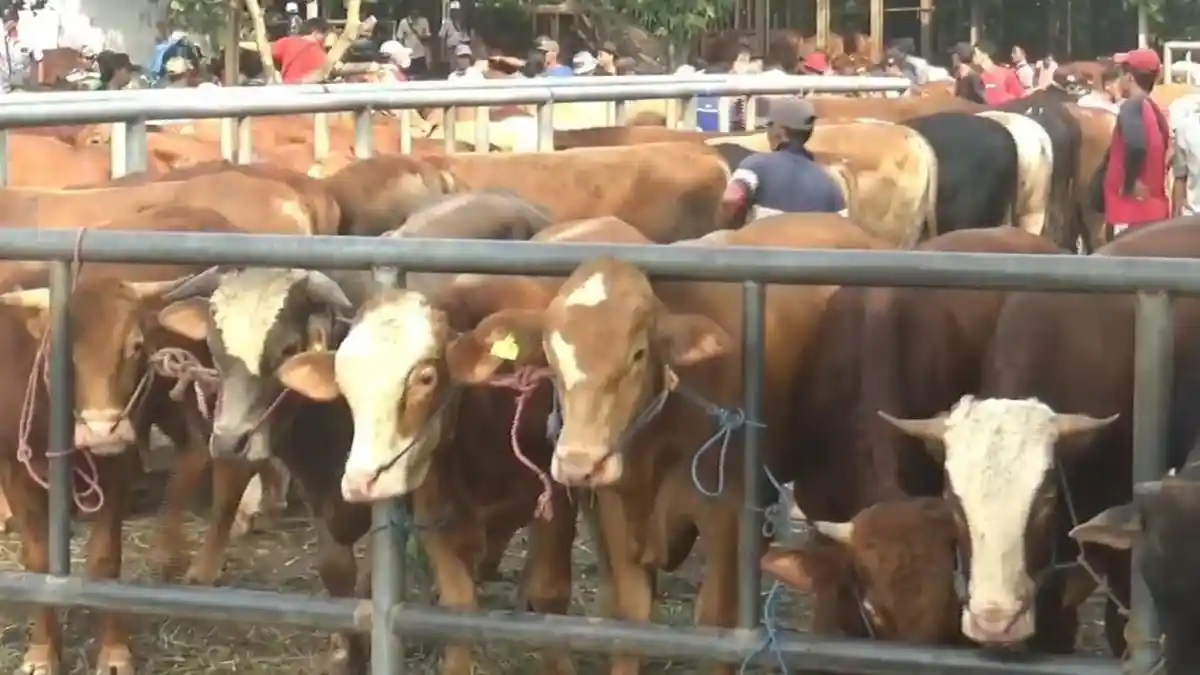 150 Sapi dan Kerbau di Sumedang Terjangkit LSD Jelang Iduladha, Masih ...