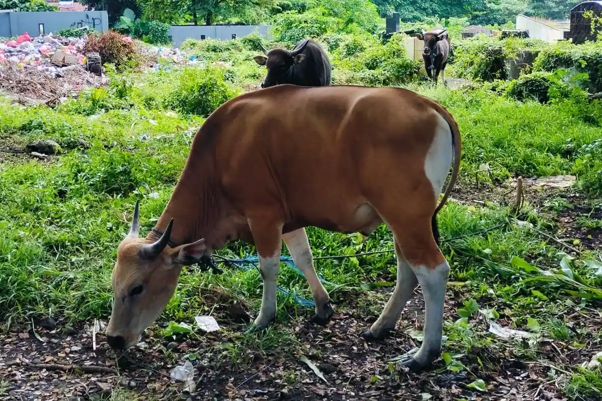 Geliat Penjualan Sapi dan Kambing Kurban di Ternate Maluku Utara Jelang Idul Adha 1445 H