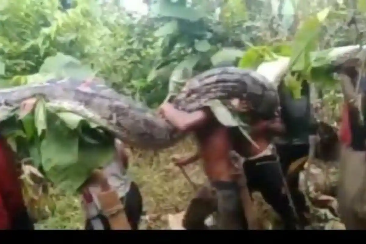 Pria Tewas Dililit Piton di Konawe Selatan Sempat DitolongTemannya, Tapi Gagal