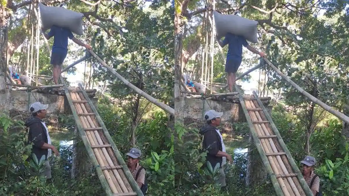 Infrastruktur Minim, Petani Bone Bertaruh Nyawa Angkut Hasil Panen
