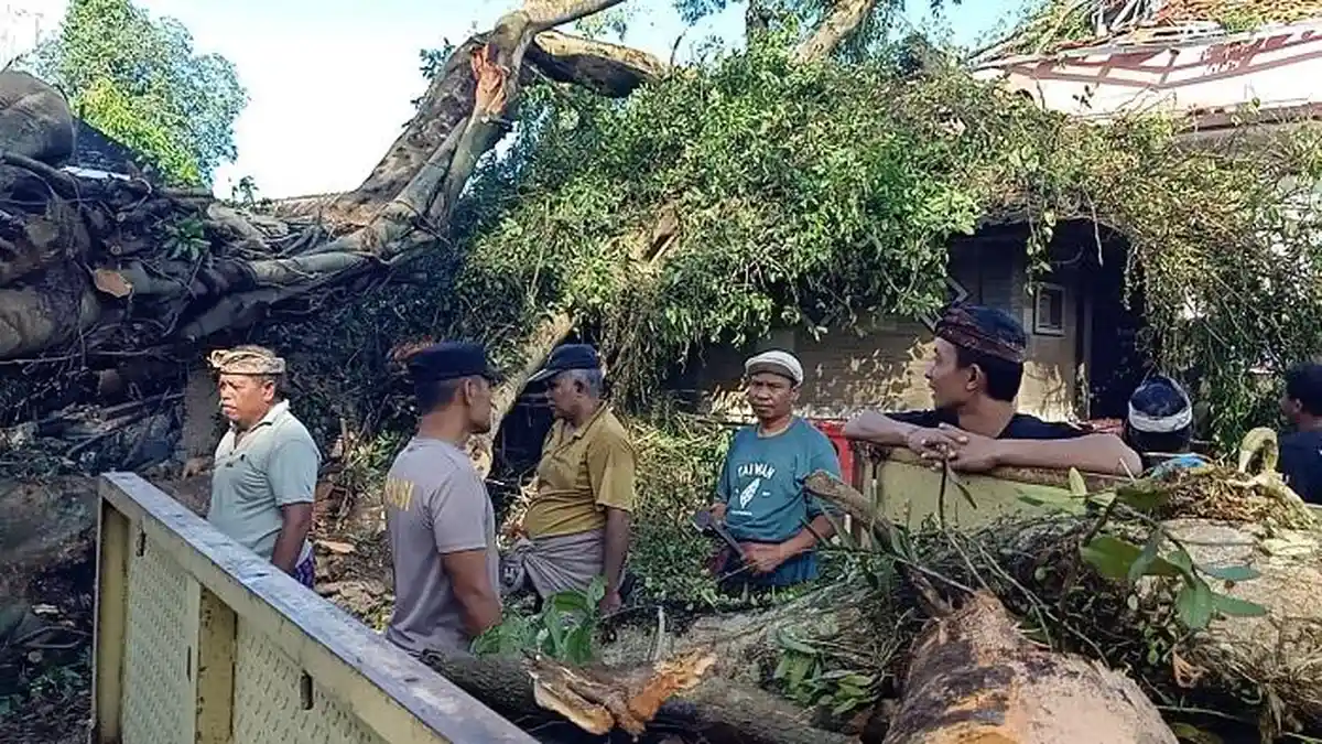 Beringin Ratusan Tahun Setinggi 40 Meter di Tabanan Tumbang, Timpa Rumah hingga Sekolah