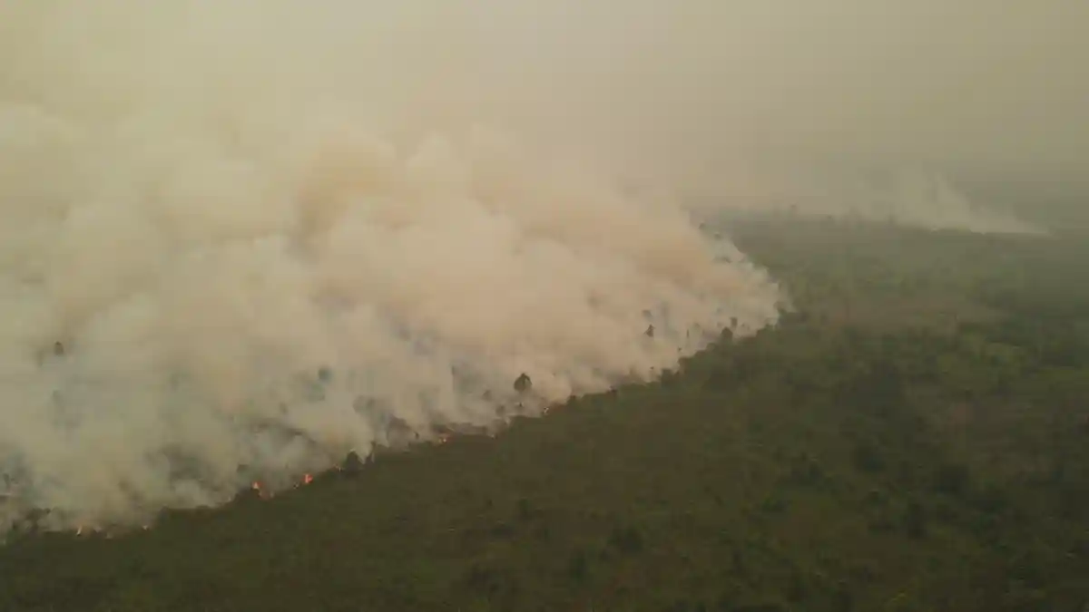 Bak Kebakaran di Tanjung Puting, Api Karhutla di Camba Kotim Kalteng ...