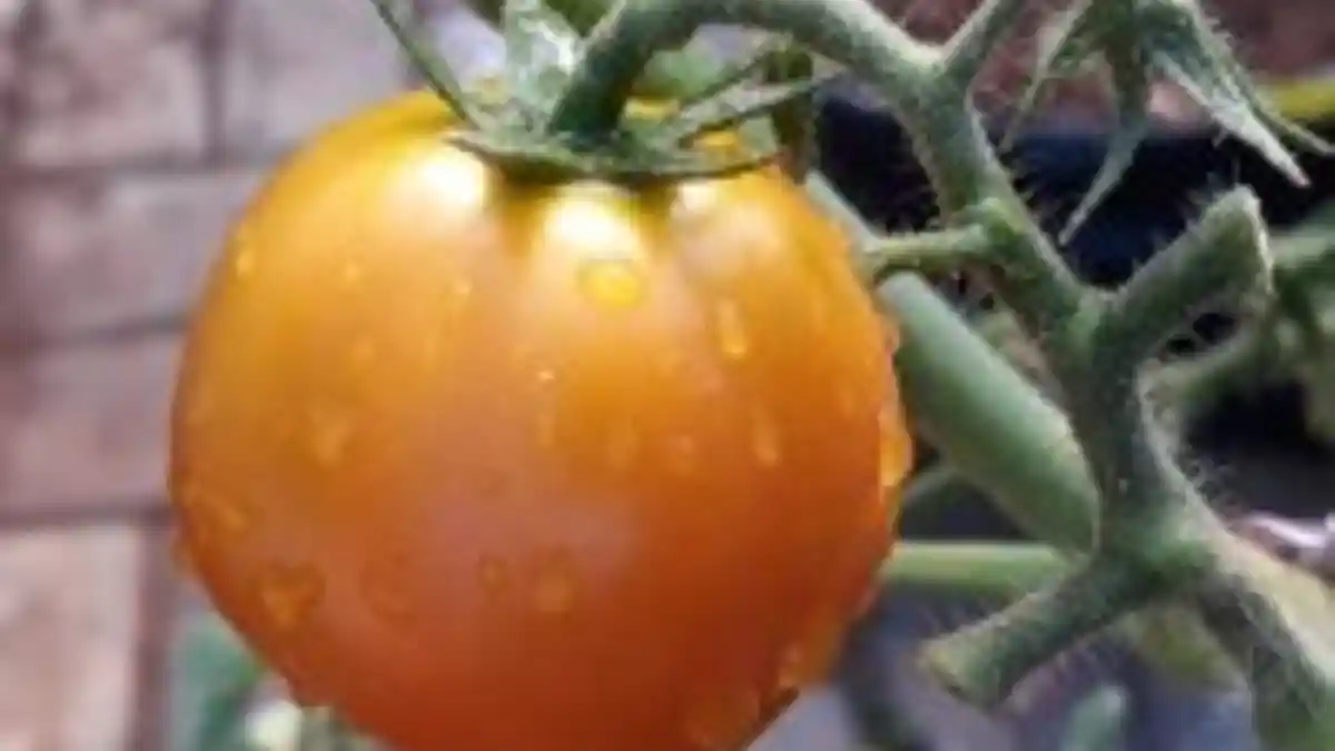 Hasil Panen Tomat Organik Hasil Kebun BBPP Kupang