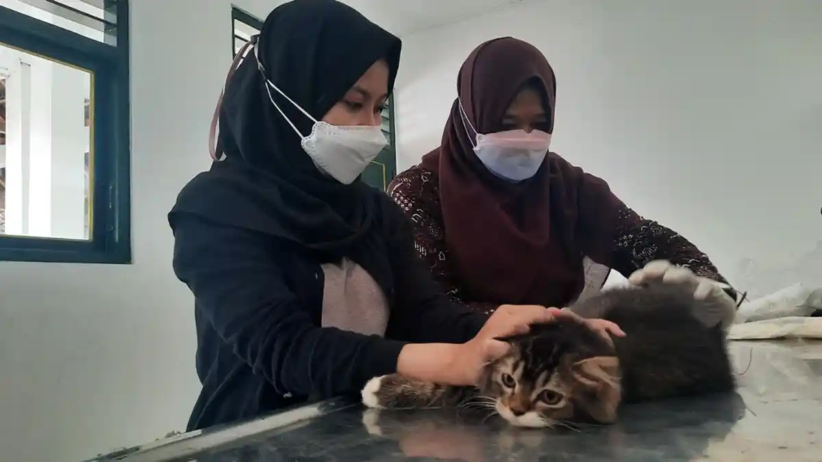 GRATIS, Pemkot Yogyakarta Gulirkan Program Vaksinasi Rabies untuk Hewan Peliharaan