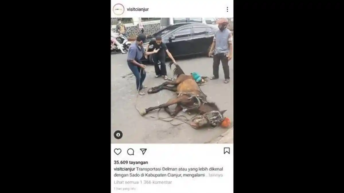 Kisah di Balik si Boy Kuda Delman yang Jatuh Kelelahan, Ada Kisah Getir Para Sais di Cianjur