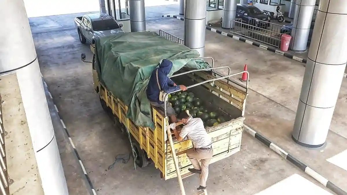 Indonesia Ekspor Semangka  ke Timor Leste