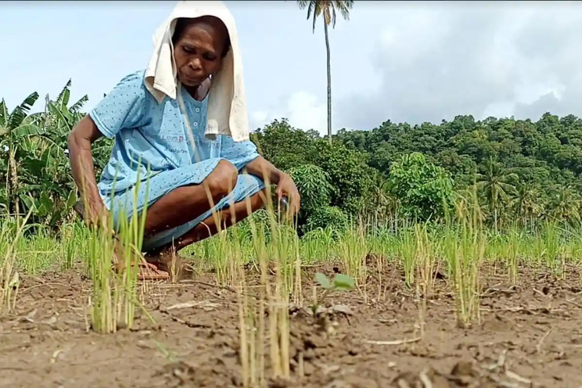 Waspada! BMKG NTT Sebut Sebagian Wilayah NTT Alami HTH Kategori Ekstrem Panjang, Ini Dampaknya