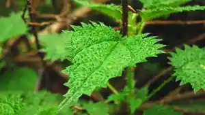 20220718-manfaat-daun-jelatang-12wdq.jpg