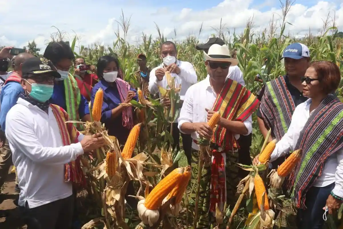 Gubernur NTT, Viktor Bungtilu Laiskodat Tanam Benih Padi dan Cabai di Takari Kabupaten Kupang