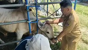 Langkah-ini-dilakukan-und-dan-Kuku-PMK.jpg