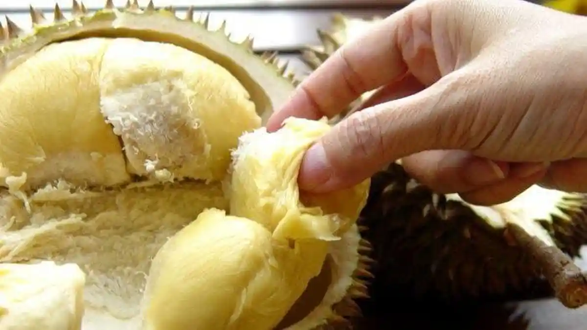5 Cara Memilih Buah Durian yang Telah Matang, Tidak Bakalan Tertipu