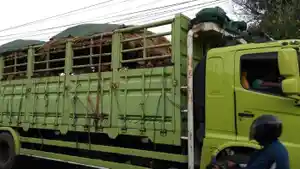 sapi_sumbawa_9393838jpg.jpg