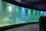 Ocean Fun Eid di Aquarium Indonesia Pangandaran, Sajikan Event Bawah Air hingga THR untuk Pengunjung