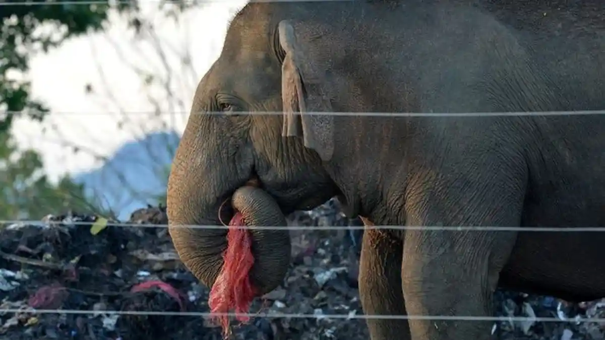 Gajah di Sri Lanka Sering Makan Plastik dari Sampah Buangan Warga