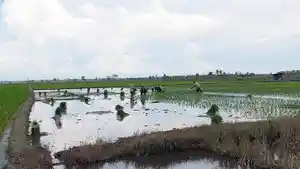 20260514-MUSDIMK-TANAM-Sejumlah-petani-ketika-melakukan-penanaman-padi-di.jpg