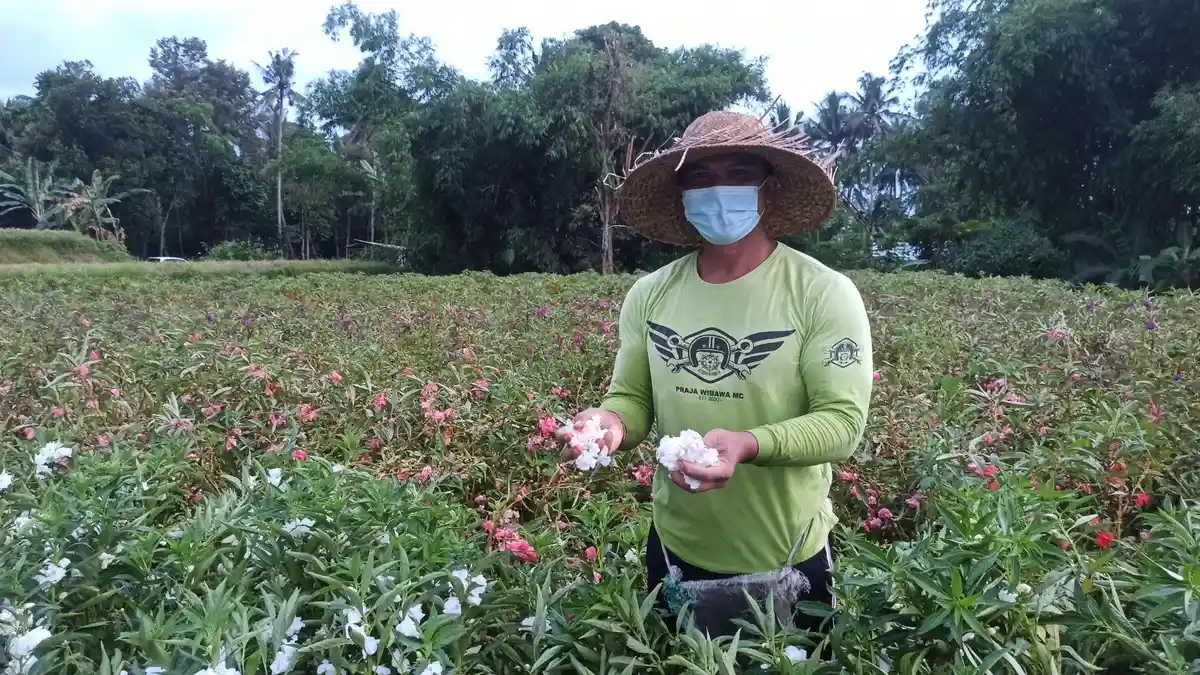 Harga Bunga Pacar Terus Tinggi, Petani di Desa Sibang Gede Badung Tersenyum Lebar