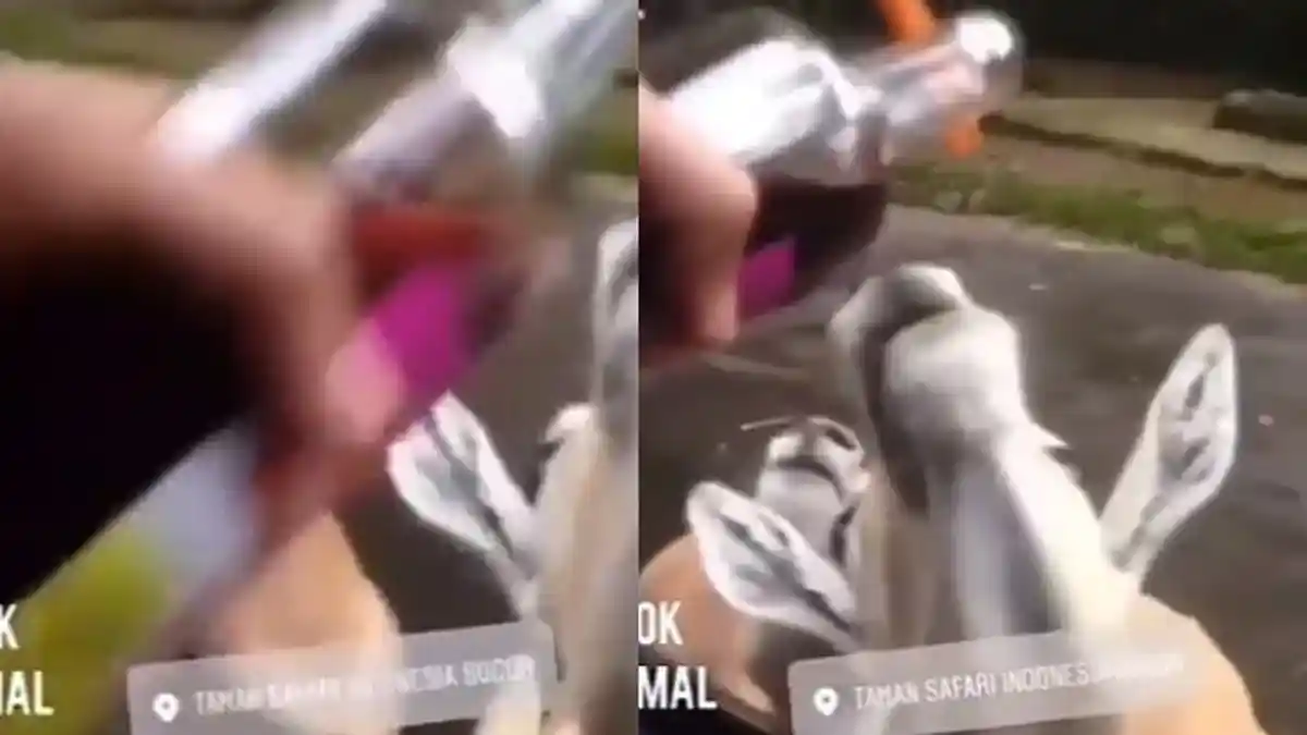 Begini Kondisi Terakhir Rusa dan Kudanil Taman Safari Bogor yang Dicekoki Anggur Merah