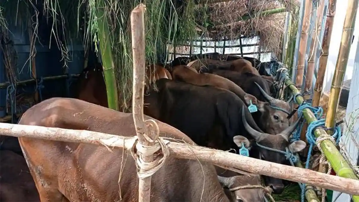 Cegah Tertular PMK, Sapi Asal Kupang Tidak Diturunkan di Tanjung Perak
