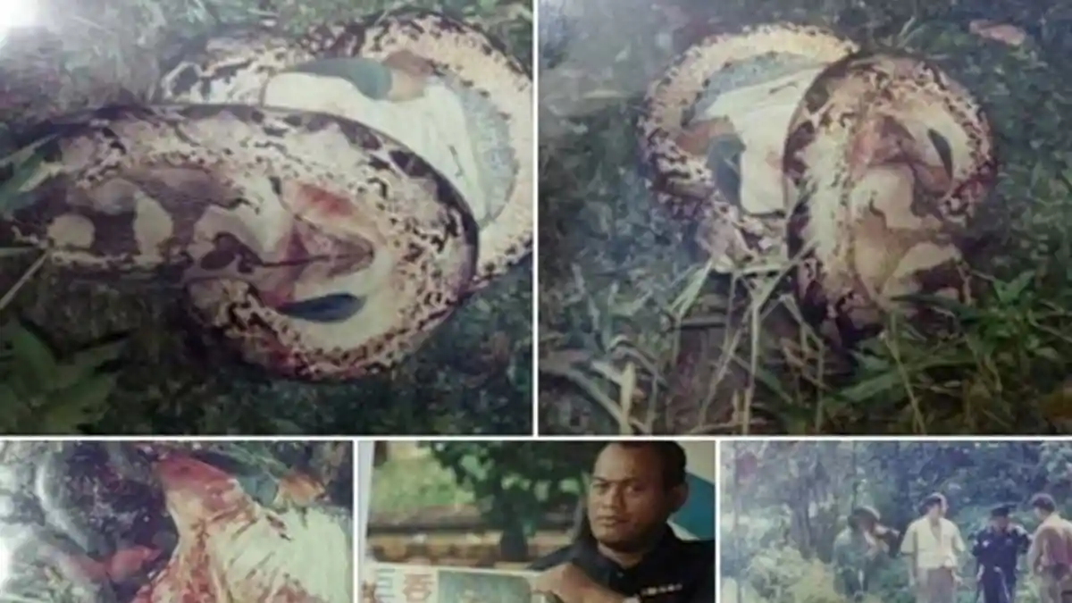 Piton Raksasa Telan Seorang Pria Hidup-hidup
