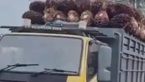 truk-sawit-melintas-di-jalan-Bungaraya.jpg