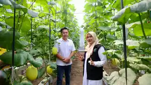 green-house-melon-hidroponik-premium-di-banyuwangi.jpg