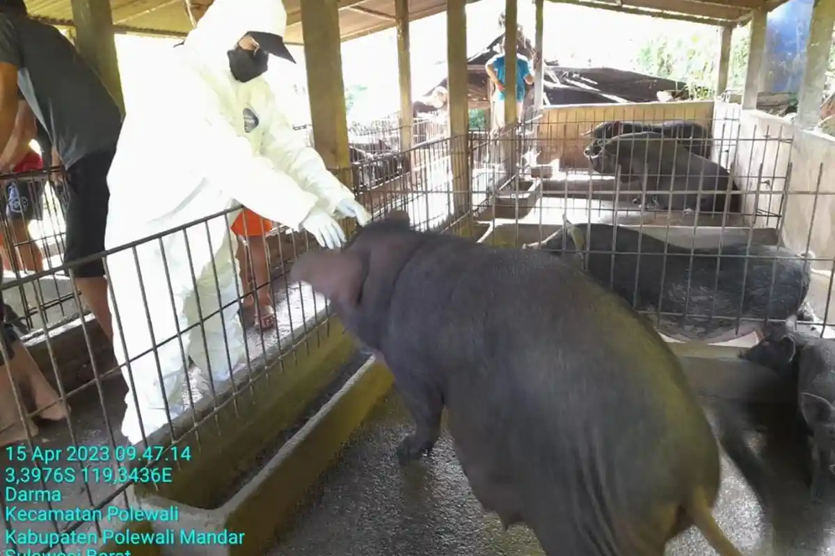 Ribuan Babi di Mamasa dan Polman Mati Akibat Virus ASF, Awal Penyebaran dari Tana Toraja