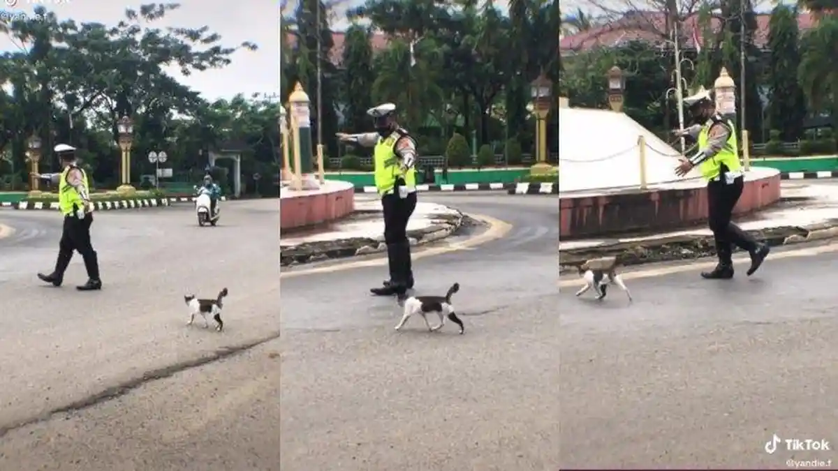 Viral Seorang Polisi Bantu Kucing Menyeberang Jalan, Dapat Banyak Pujian