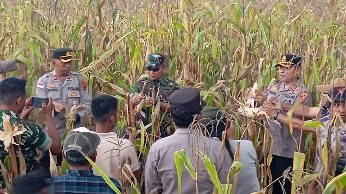 Kapolres dan Dandim Manggarai Panen Raya Jagung di Kebun Ting Leda, Satar Keling