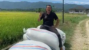 petani-mulai-panen-padi-di-abdya_2025.jpg